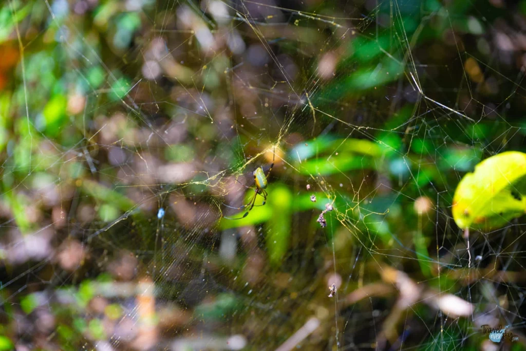 trichonephila-clavipes-costa-rica