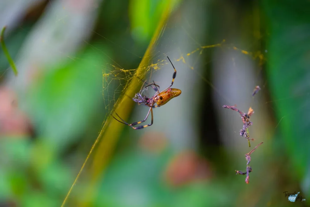 trichonephila-clavipes-costa-rica