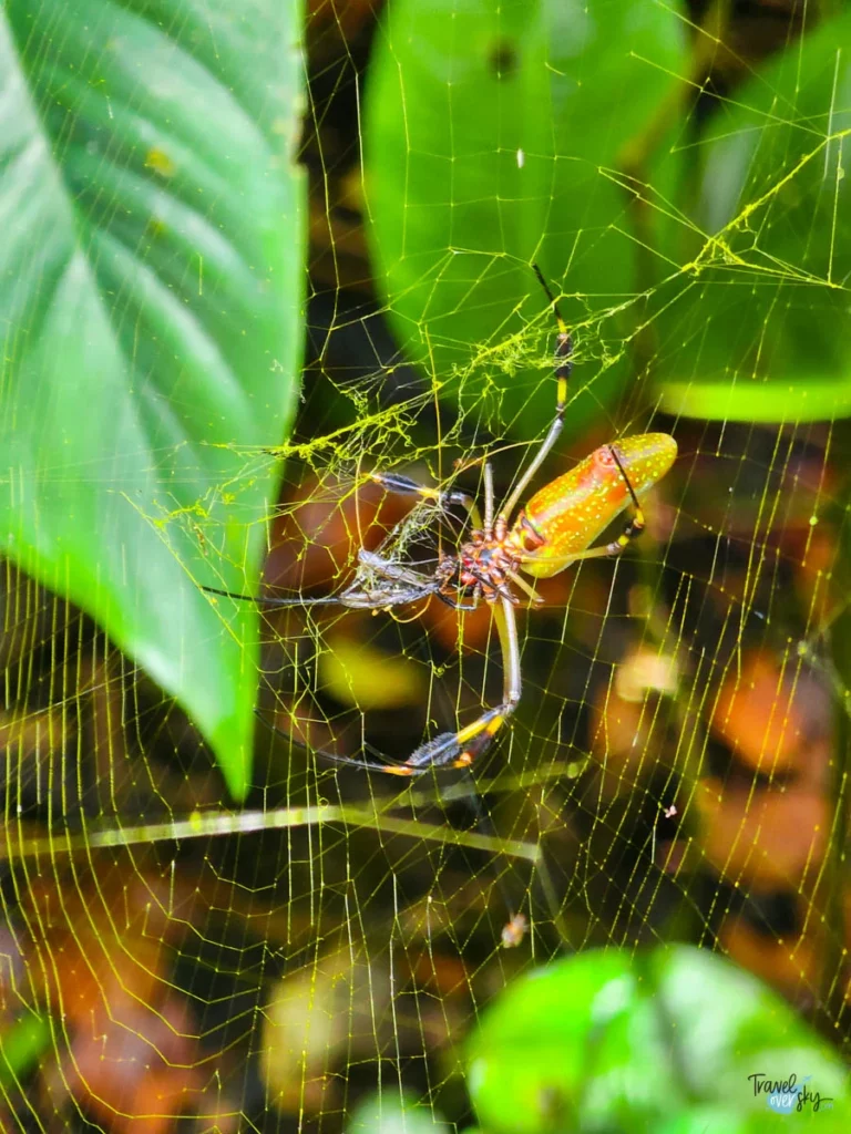 trichonephila-clavipes-costa-rica