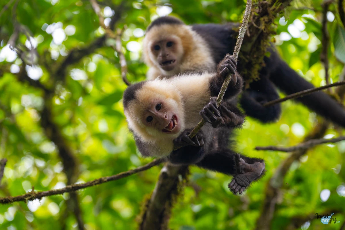 white-faced-capuchin-costa-rica