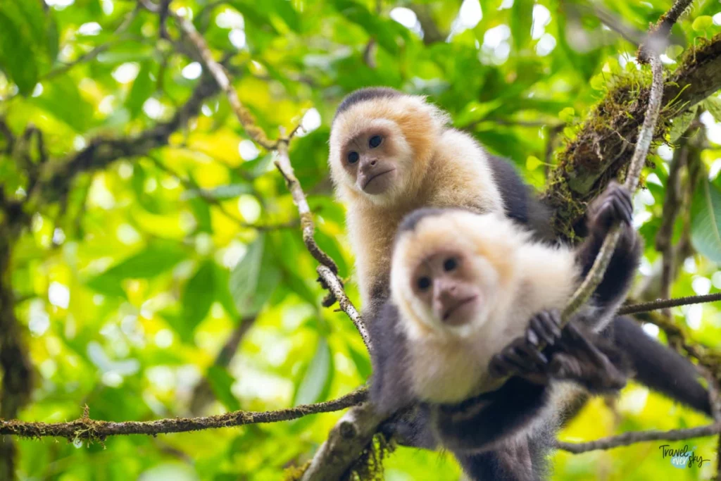 white-faced-capuchin-costa-rica