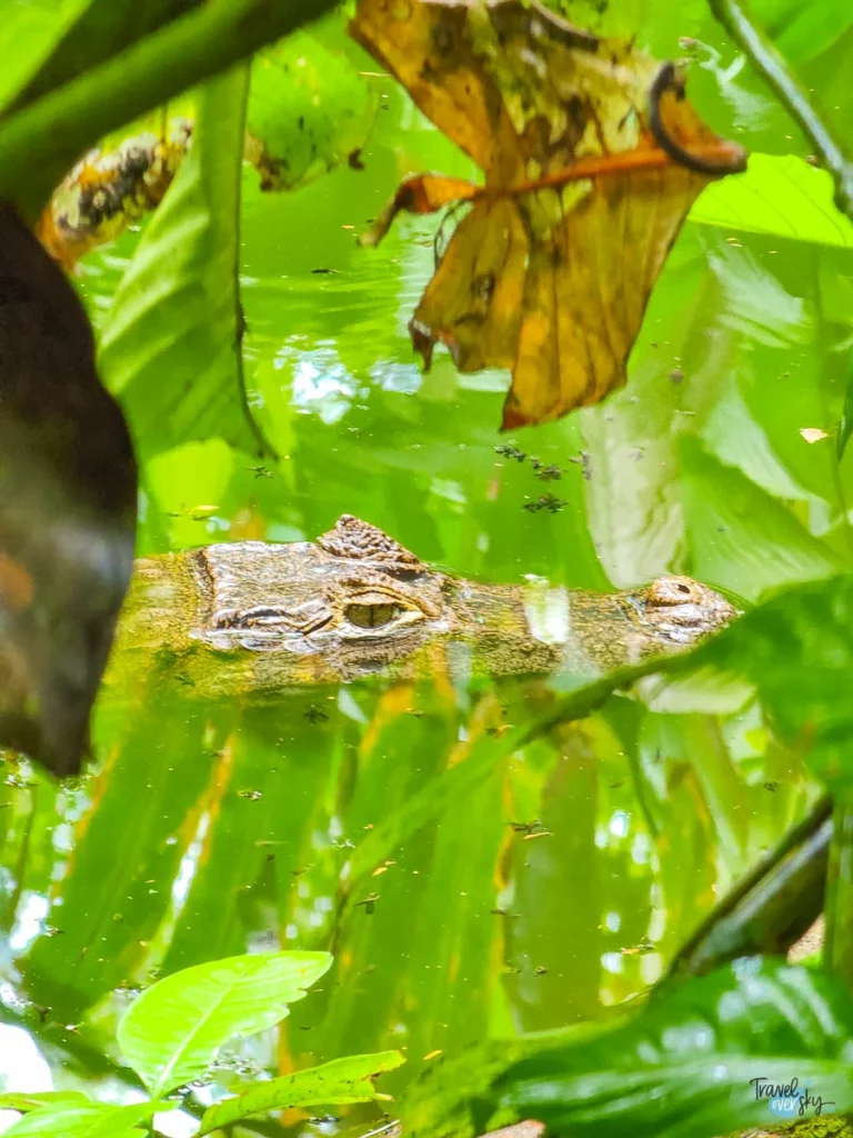 cayman-costa-rica