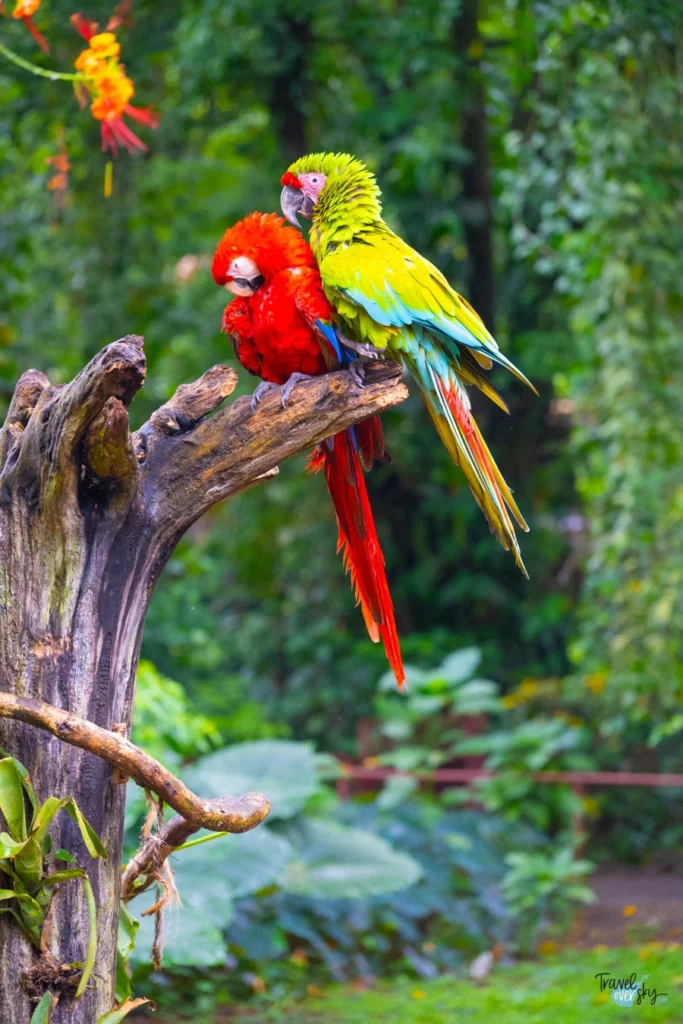 ara-green-macaw-jaguar-rescue-center-costa-rica