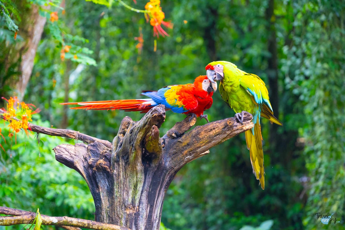 ara-green-macaw-jaguar-rescue-center-costa-rica