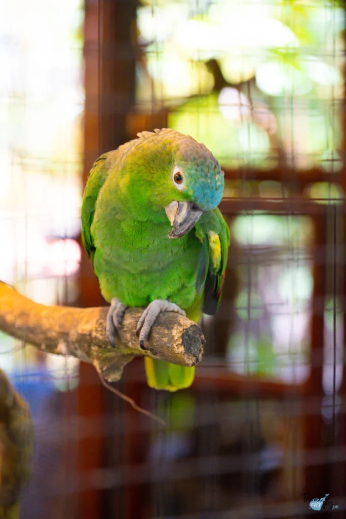 blue-fronted-amazon-costa-rica