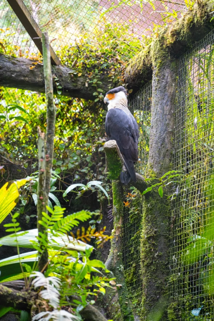 crested-caracara-costa-rica