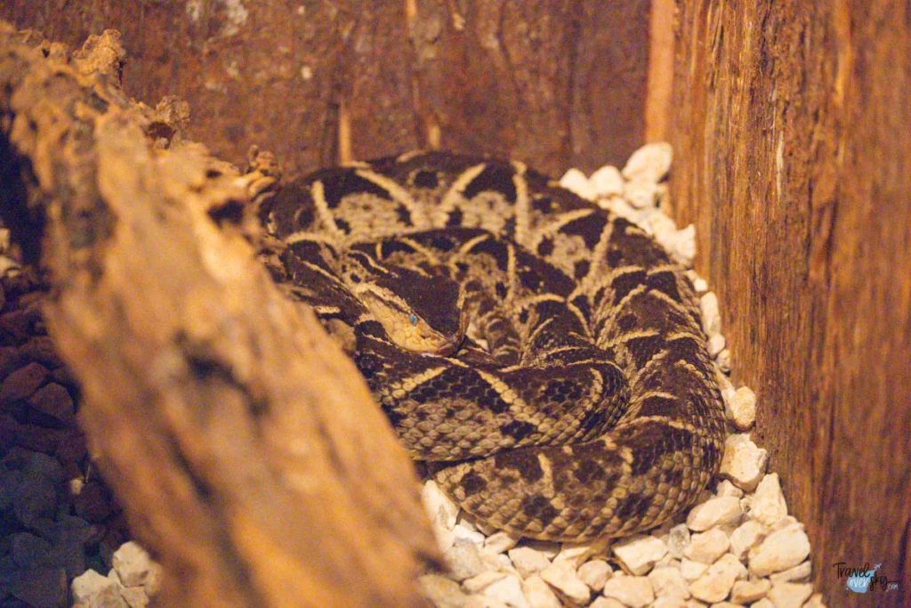 fer-de-lance-costa-rica