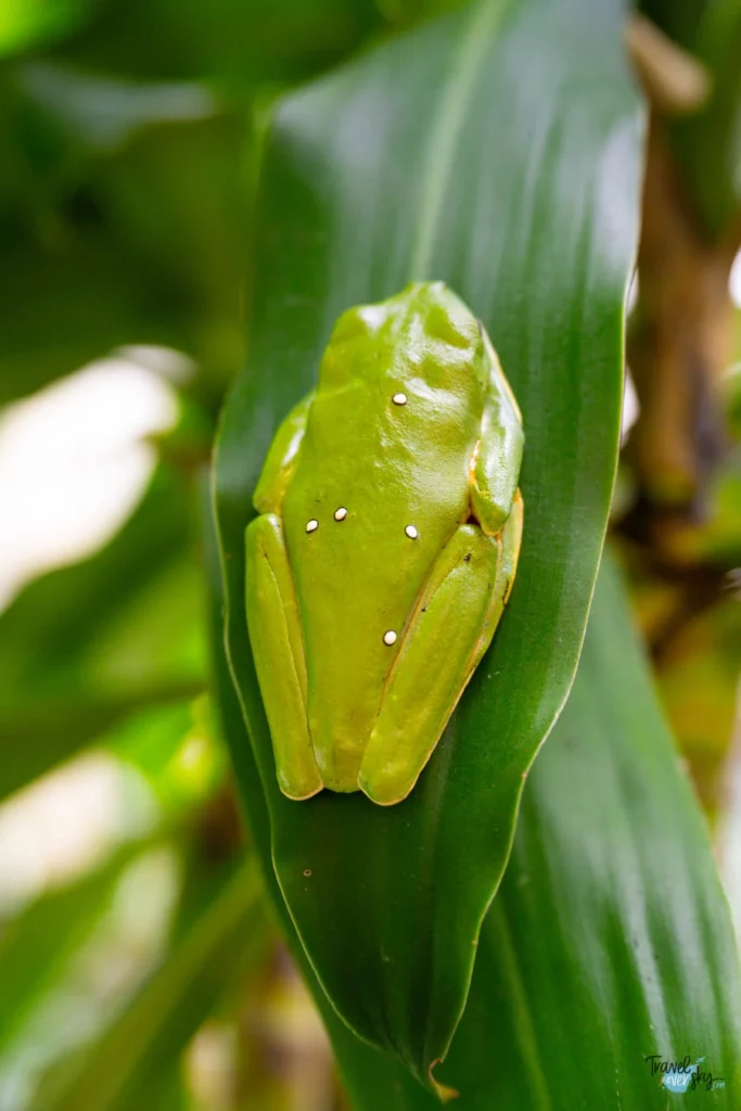 frog-waterfall-gardens-costa-rica