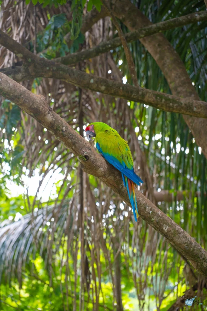 green-macaw-costa-rica