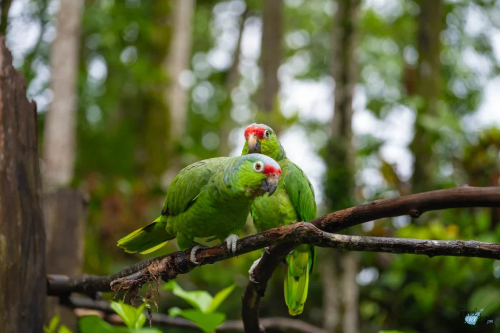 lilacine-amazon-costa-rica