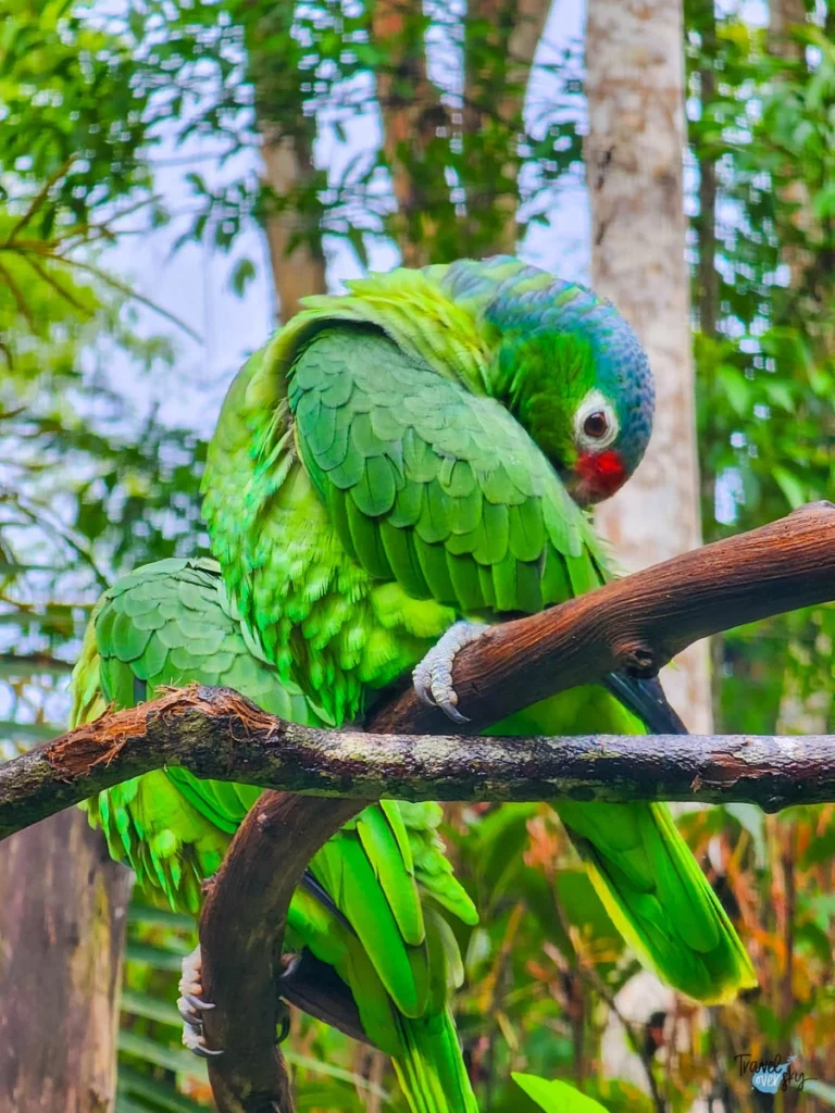 lilacine-amazon-costa-rica