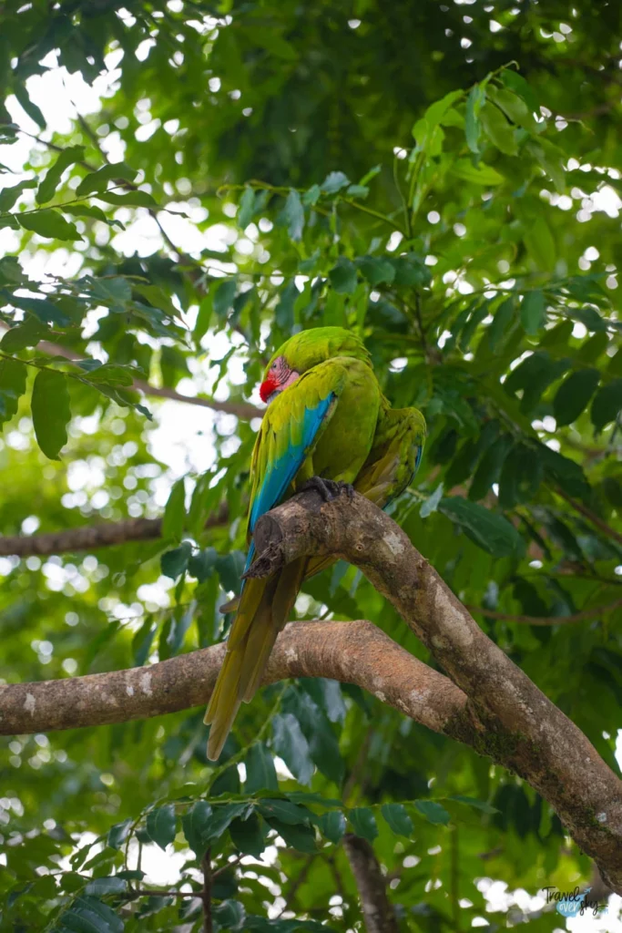 green-macaw-costa-rica