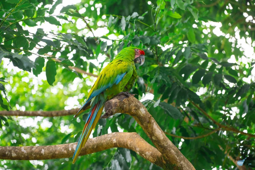 green-macaw-costa-rica