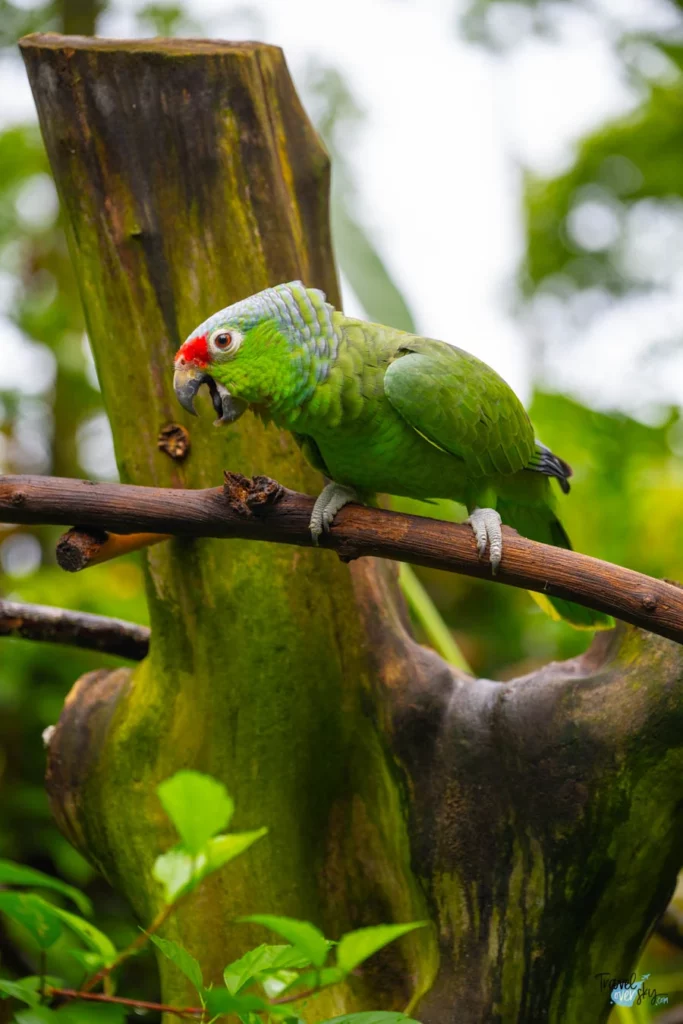 lilacine-amazon-costa-rica