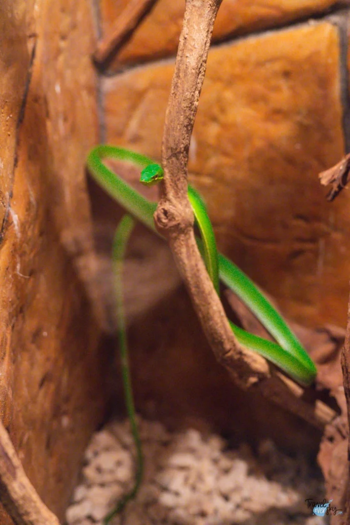 green-snake-waterfall-gardens-costa-rica