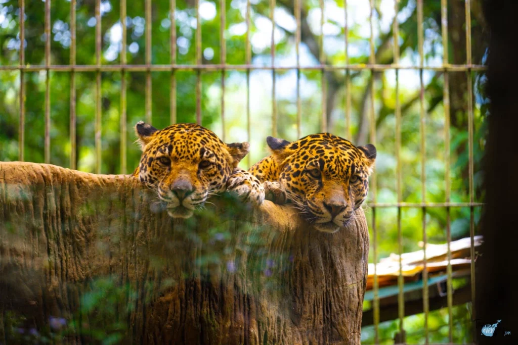 jaguars-waterfall-gardens-costa-rica