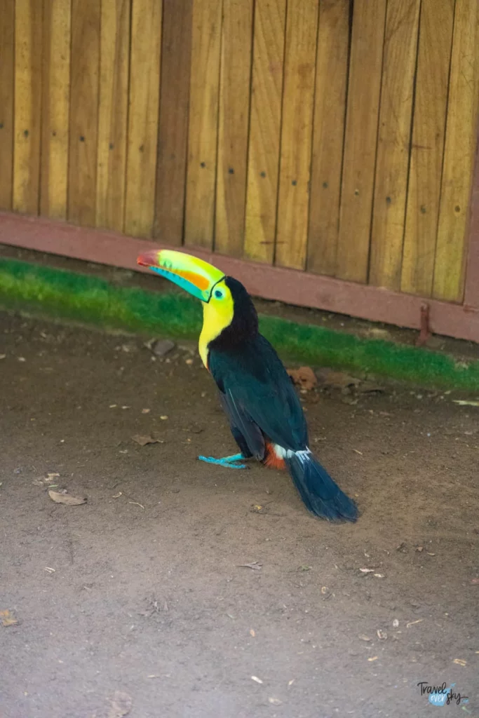 keel-billed-toucan-costa-rica