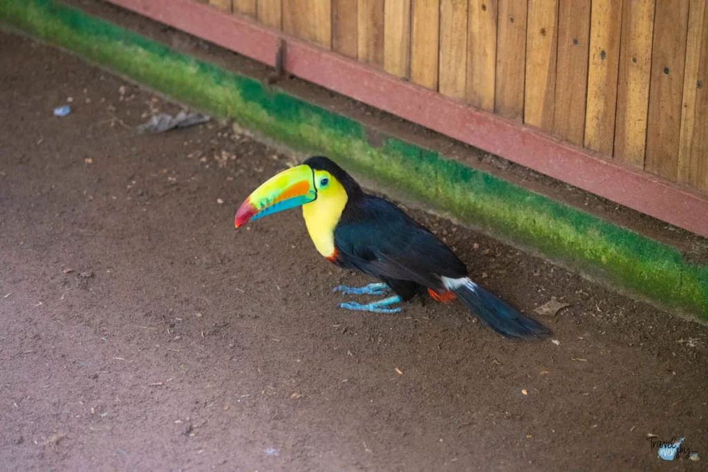 keel-billed-toucan-costa-rica