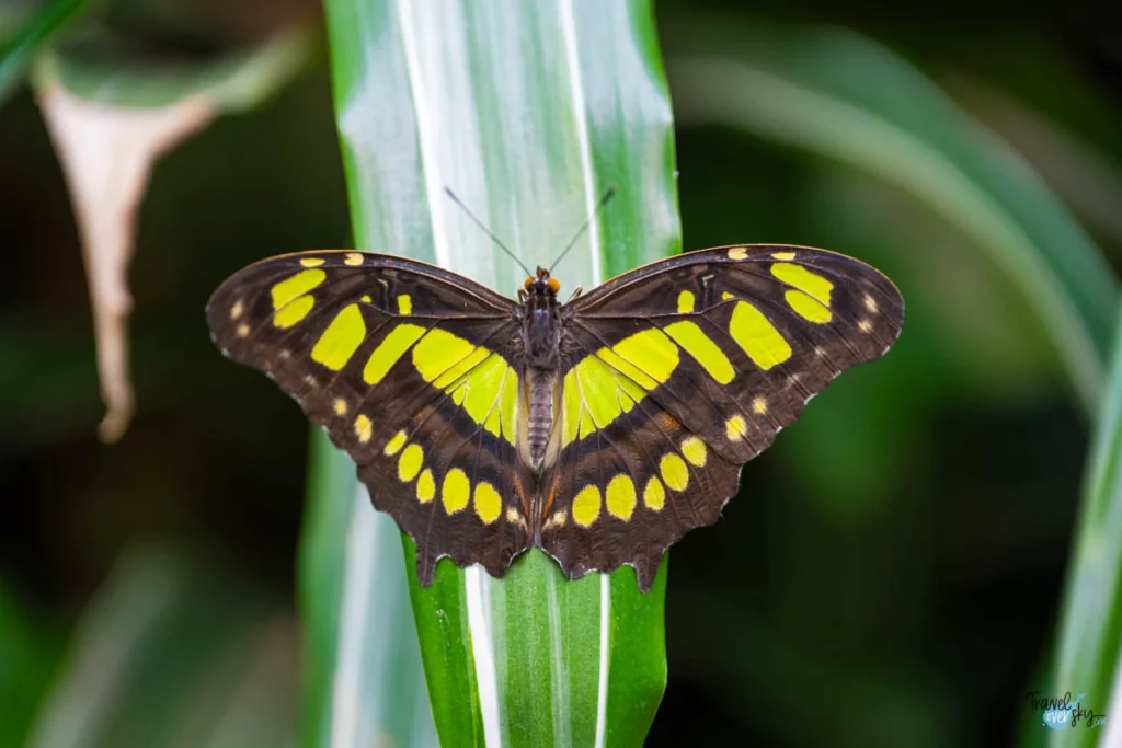 malahite-butterfly-costa-rica