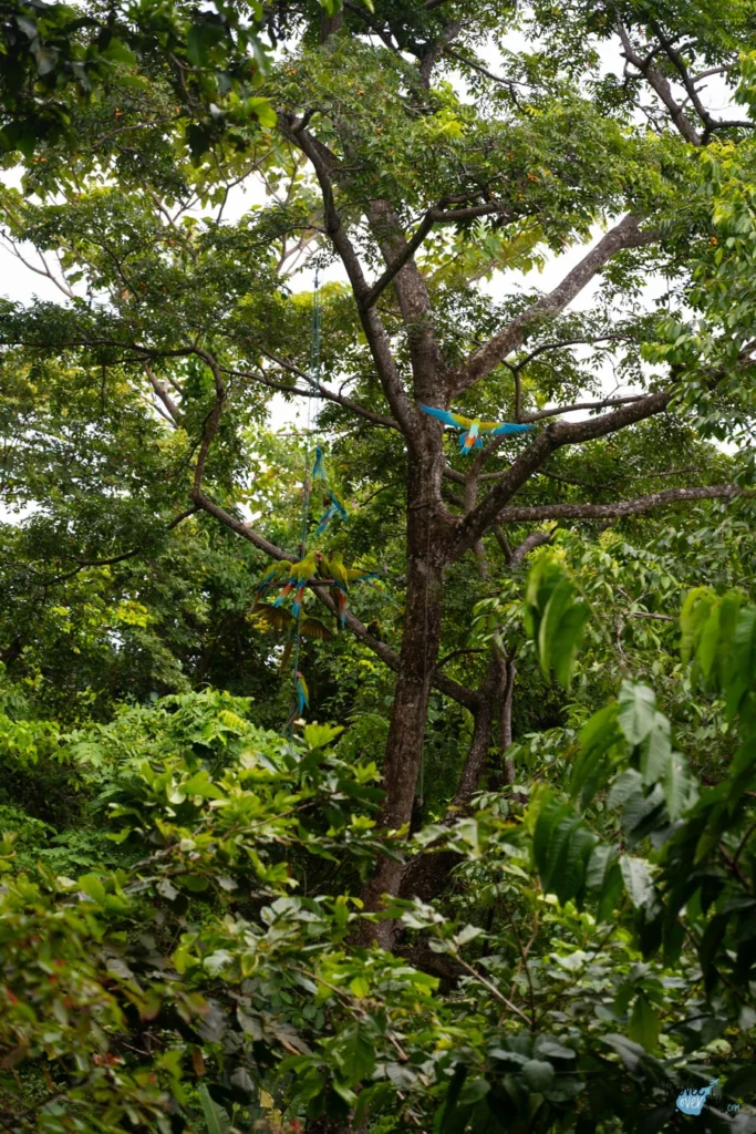 proyecto-ara-manzanillo-costa-rica