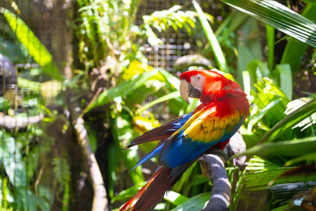 scarlet-macaw-costa-rica