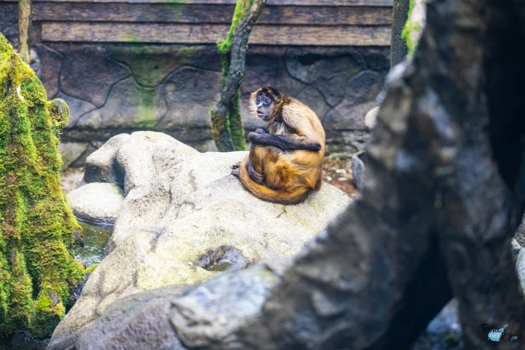 spider-monkey-waterfall-gardens-costa-rica